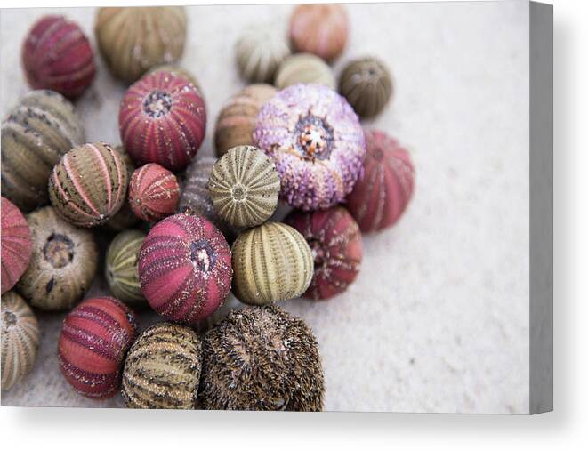 Outdoors Canvas Print featuring the photograph Anemones by Jennifer A Smith