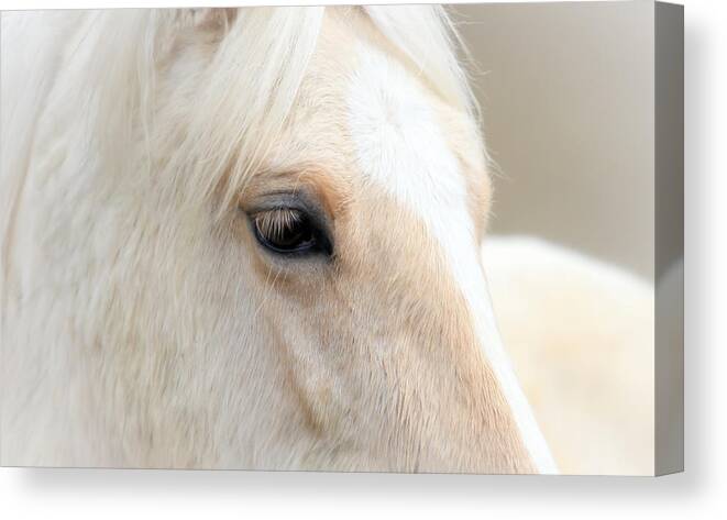 Horses Canvas Print featuring the photograph Angel Eyes by Athena Mckinzie