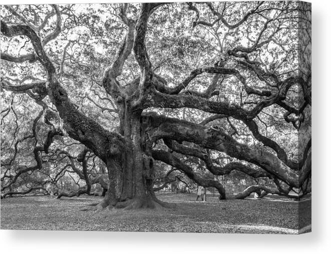 Angel Oak Canvas Print featuring the photograph Angel Oak Tree by Patricia Schaefer