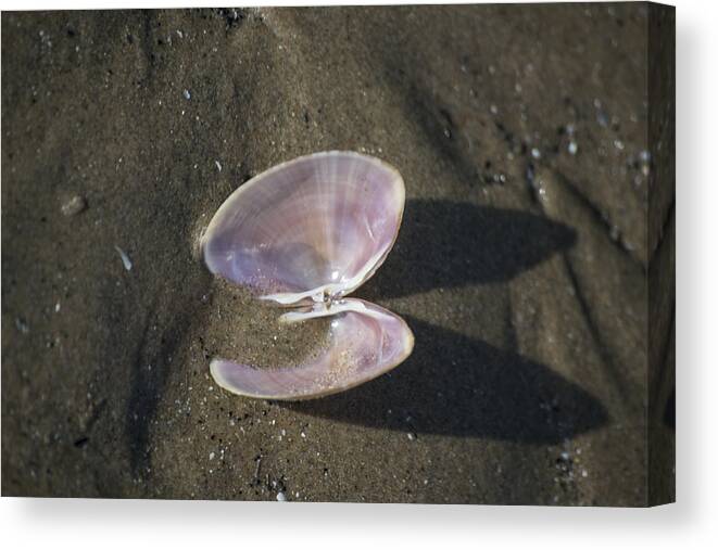 Sea Shell Canvas Print featuring the photograph Angel Wings by Spikey Mouse Photography