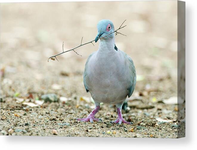 Africa Canvas Print featuring the photograph Angolan Mourning Dove by Peter Chadwick/science Photo Library