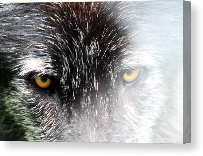 Wolf Canvas Print featuring the photograph Angry fog by Lily K