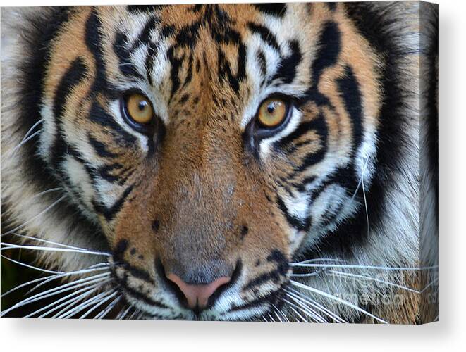 Tiger Canvas Print featuring the photograph Animalize by Dan Holm