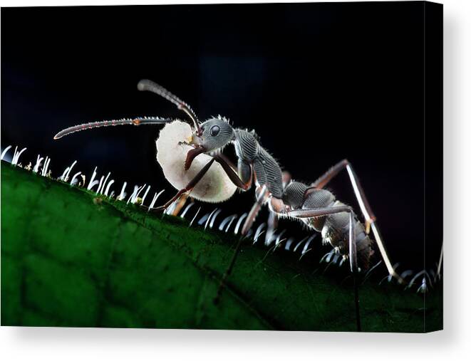 Singapore Canvas Print featuring the photograph Ant Carrying Larva by Melvyn Yeo
