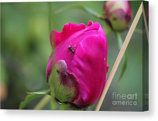 Peony Canvas Print featuring the photograph Ant on Peony by Ann E Robson