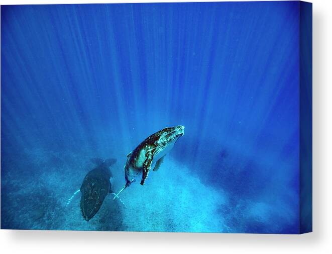 Whale Canvas Print featuring the photograph Antarctic Humpback Whales Swimming by Ted Wood