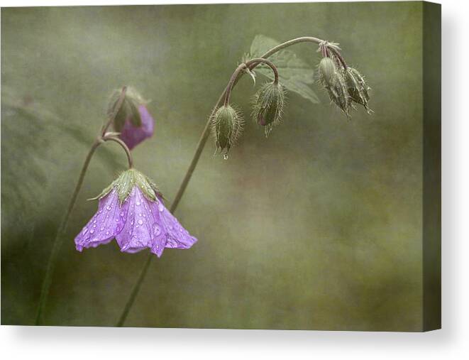 Wildflower Canvas Print featuring the photograph Antecedent Bloom by Dale Kincaid
