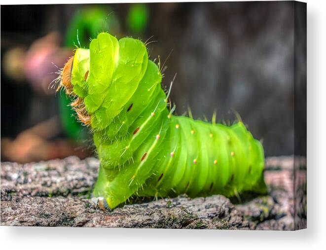 America Canvas Print featuring the photograph Antheraea polyphemus by Traveler's Pics