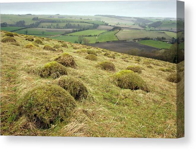 Nobody Canvas Print featuring the photograph Anthills by Bob Gibbons