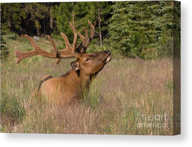 Wapiti Canvas Print featuring the photograph Antlers in Velvet by Chris Scroggins