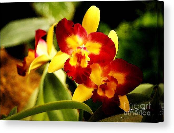 Orchid Canvas Print featuring the photograph AOS Yellow Orchid 2 by Janis Lee Colon