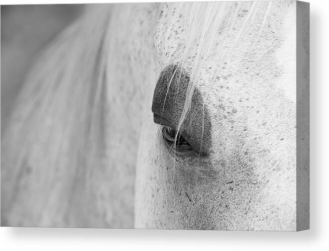 Animals Canvas Print featuring the photograph Appaloosa Eye by Mary Lee Dereske