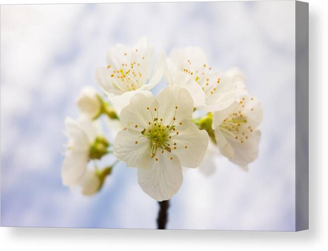 Blossom Canvas Print featuring the photograph Apple blossom bright white and delicate by Matthias Hauser