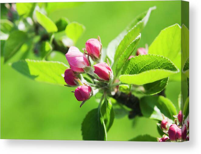 Malus Sp. Canvas Print featuring the photograph Apple Blossom (malus Sp.) by Gustoimages/science Photo Library