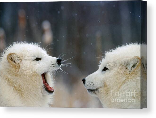 Animal Canvas Print featuring the photograph Arctic Fox Pair Playing by Alan and Sandy Carey