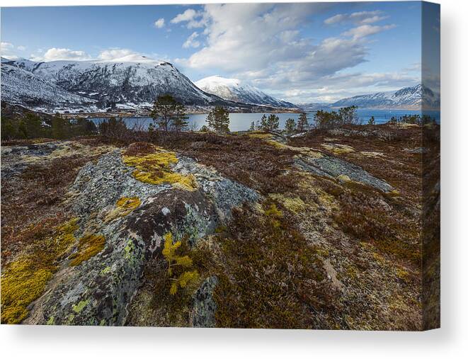 Lofoten Canvas Print featuring the photograph Arctic Lichen by Andy Bitterer