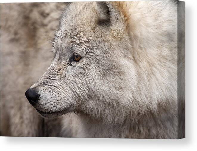 Wolf Canvas Print featuring the photograph Arctic Wolf by Eunice Gibb