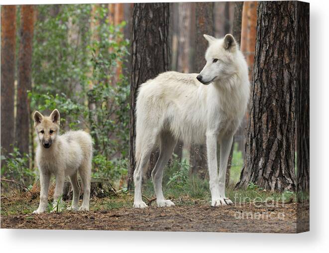 Arctic Wolf Canvas Print featuring the photograph Arctic Wolf With Pup, Canis Lupus Albus by Stefan Meyers