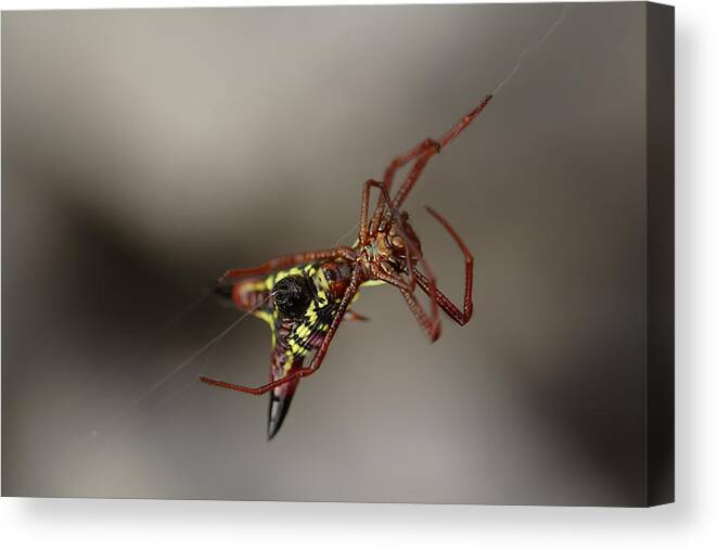 Arrow-shaped Micrathena Spider Starting A Web Canvas Print featuring the photograph Arrow-Shaped Micrathena Spider Starting A Web by Daniel Reed