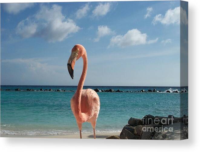 Flamingo Canvas Print featuring the photograph Aruba Hairy Eyeball by HEVi FineArt