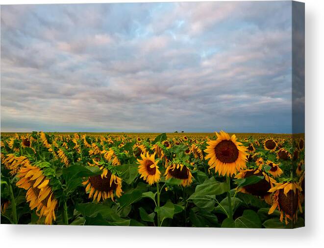 Sunflower Canvas Print featuring the photograph As Far As The Eye Can See by Ronda Kimbrow