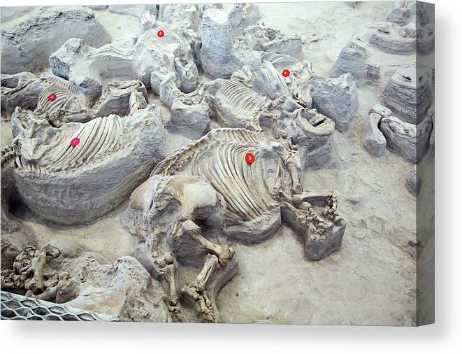 Teleoceras Canvas Print featuring the photograph Ashfall Fossil Beds Fossils by Jim West