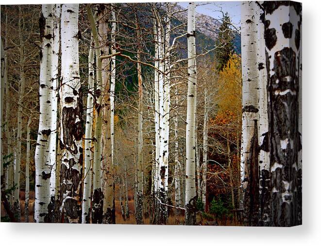 Aspen Canvas Print featuring the photograph Aspen in the Rockies by Lynn Sprowl