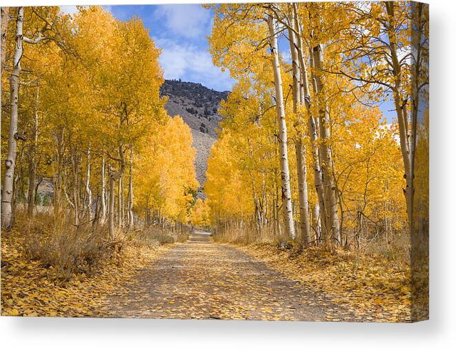 American Aspens Canvas Print featuring the photograph Aspen Lane Wide Crop by Priya Ghose