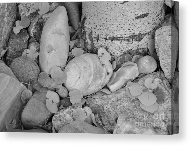 Aspen Canvas Print featuring the photograph Aspen Leaves on the Rocks - black and white by Dorrene BrownButterfield