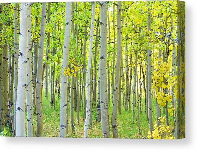 Aspens Canvas Print featuring the photograph Aspen Tree Forest Autumn Time by James BO Insogna