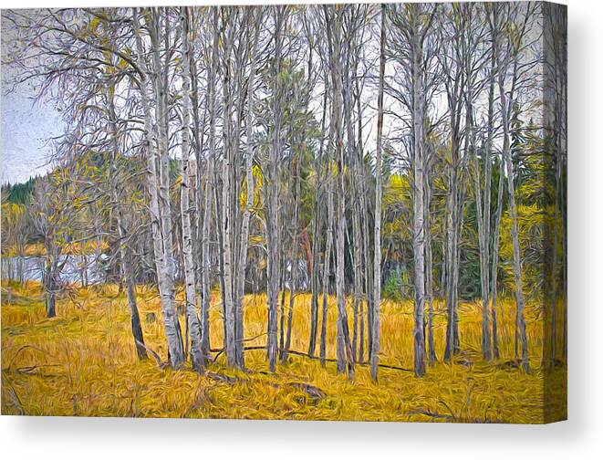 Aspen Canvas Print featuring the photograph Aspen Tree Grove digital oil painting by Sharon Talson