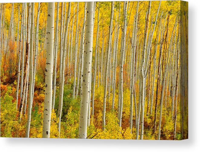 Aspen Trees Canvas Print featuring the photograph Aspens In The Colorado Rockies by John Hoffman
