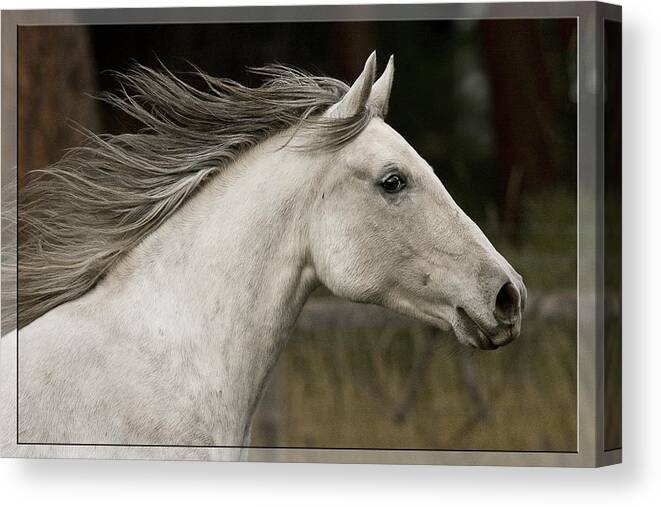 At A Full Gallop Canvas Print featuring the photograph At A Full Gallop by Wes and Dotty Weber
