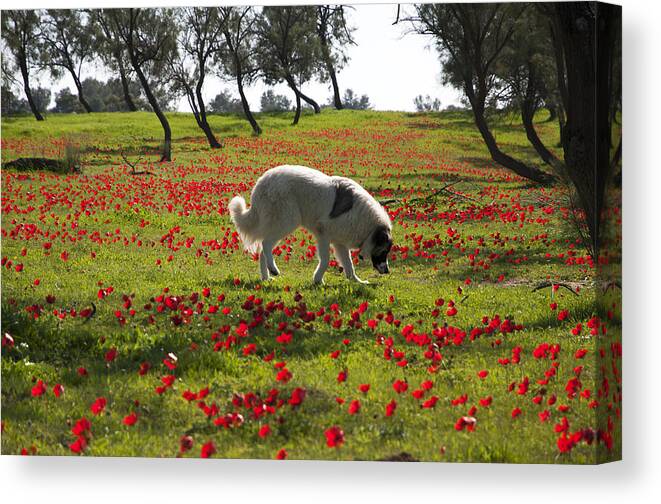 Blossom Canvas Print featuring the photograph At Ruchama forest Israel 1 by Dubi Roman