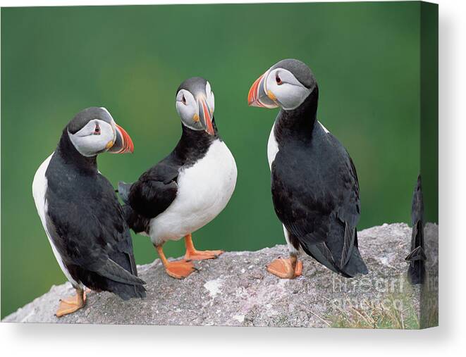 00342551 Canvas Print featuring the photograph Atlantic Puffin Trio by Yva Momatiuk John Eastcott