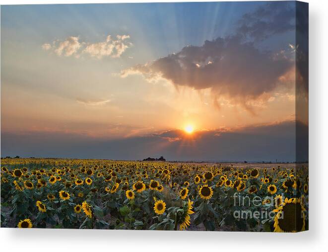 Flowers Canvas Print featuring the photograph August Dreams by Jim Garrison