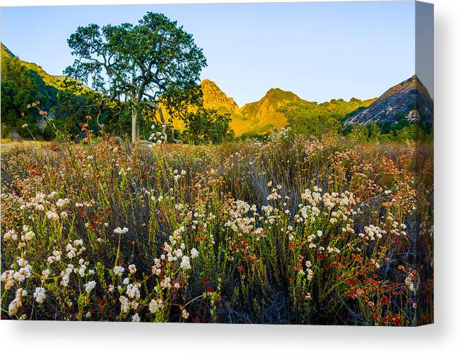 California Canvas Print featuring the photograph August Sunrise in Malibu Creek State Park by Joe Doherty