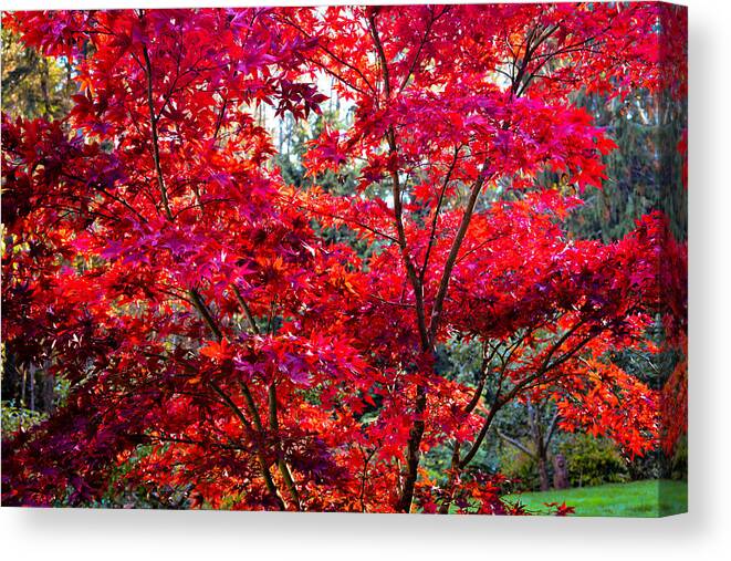 Autumn Canvas Print featuring the photograph Autumn Aflame by Ronda Broatch