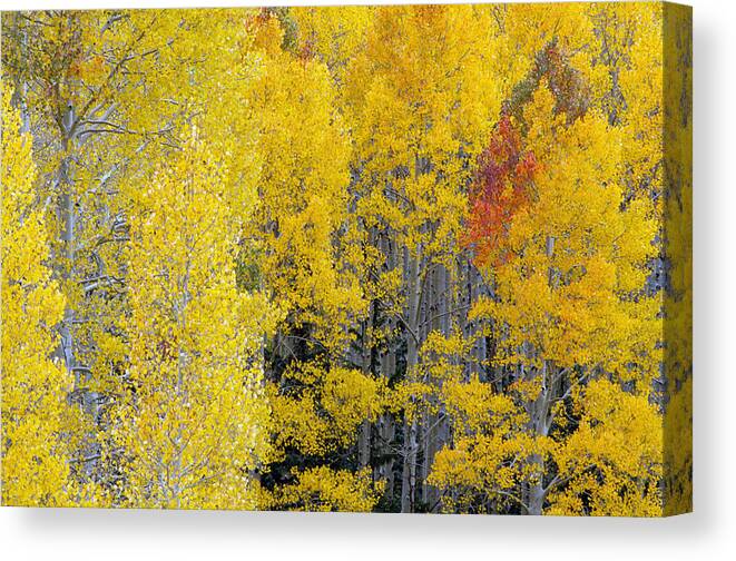 Aspens Canvas Print featuring the photograph Flagstaff Fall Color #3 by Tam Ryan