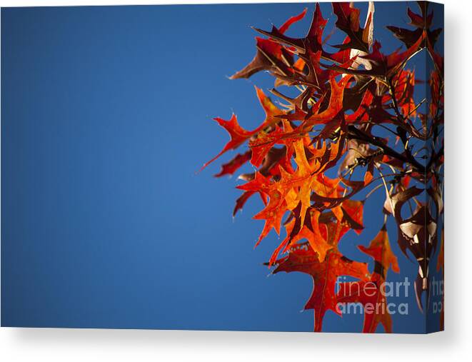 Minnesota Canvas Print featuring the photograph Autumn Blue by Wayne Moran