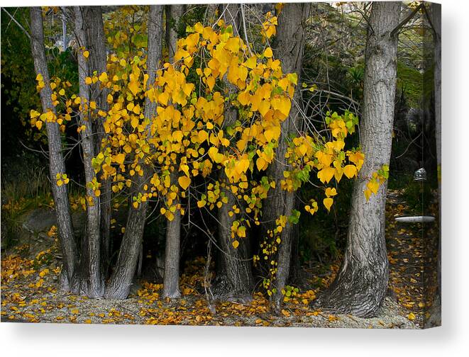 Autumn Canvas Print featuring the photograph Autumn breakout by Jenny Setchell