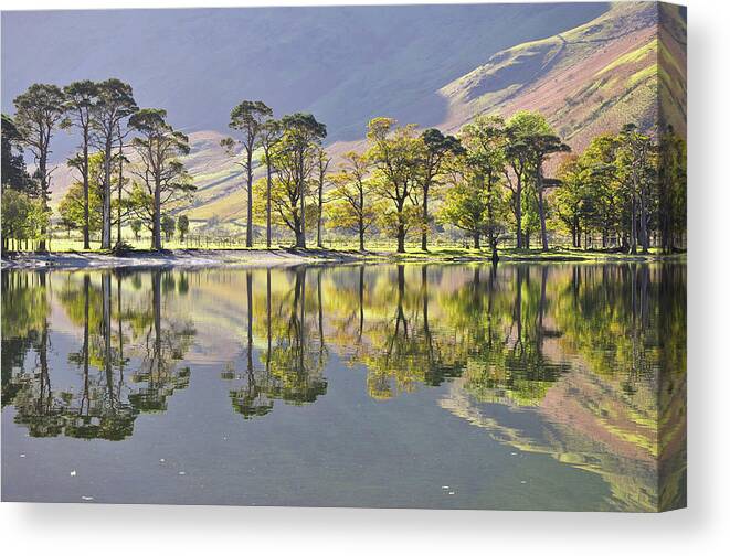 Tranquility Canvas Print featuring the photograph Autumn Buttermere Pines by All My Images Are Taken In The English Lakedistrict