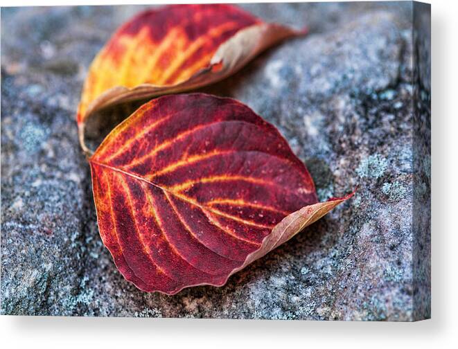 Dogwood Canvas Print featuring the photograph Autumn Family Tree by Lara Ellis