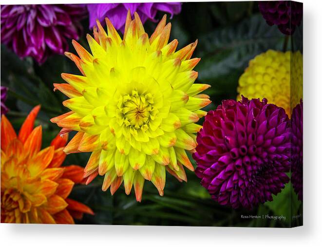 Autumn Canvas Print featuring the photograph Autumn Flowers by Ross Henton