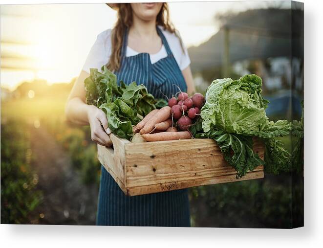 Working Canvas Print featuring the photograph Autumn harvest by Jay Yuno