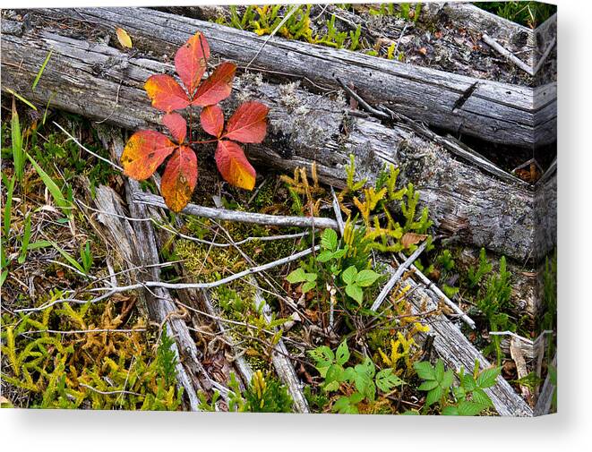 Autumn Leaves Canvas Print featuring the photograph Autumn highlights by Rob MacArthur