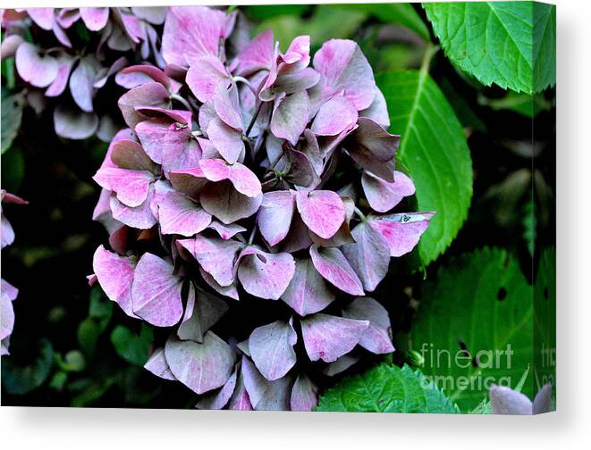 Flowers. Autumn Canvas Print featuring the photograph Autumn Hydrangea 2 by Tatyana Searcy