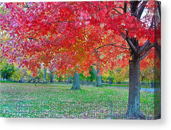 Autumn Canvas Print featuring the photograph Autumn in Central Park by Barbara Manis