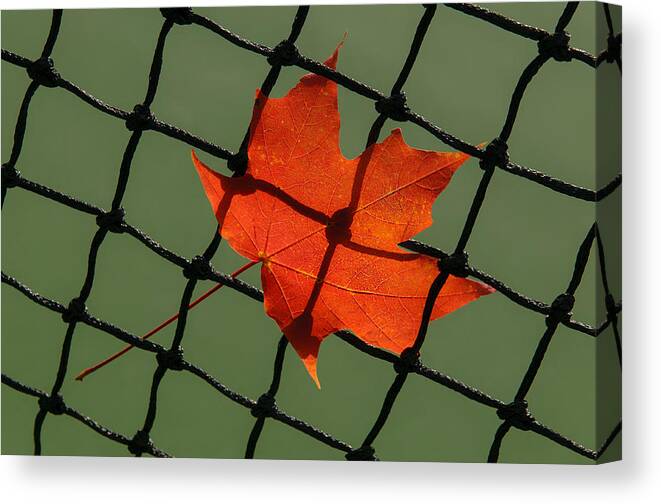 Leaf Canvas Print featuring the photograph Autumn Leaf In Net by Gary Slawsky