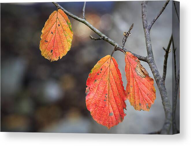Leaves Canvas Print featuring the photograph Autumn Leaves by Fran Gallogly